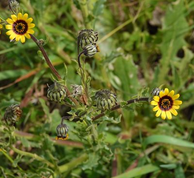 Osteospermum monstrosum, photographed by desertnaturalist