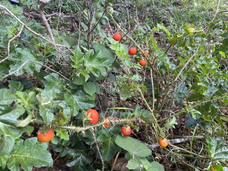 Solanum capsicoides, photographed by Darren Oh