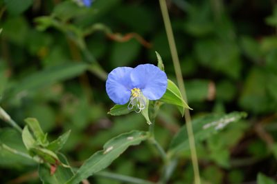 Commelina erecta, photographed by Bonnie Semmling