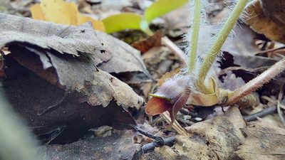 Asarum europaeum, photographed by Lena Perova