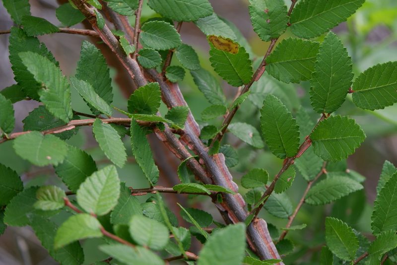 Ulmus crassifolia, photographed by Bonnie Semmling