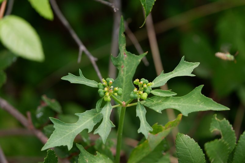 Euphorbia heterophylla, photographed by Bonnie Semmling