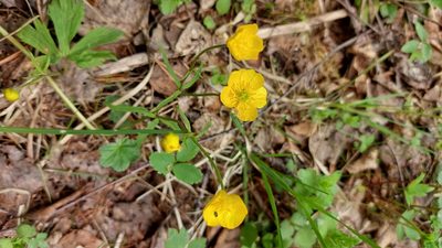 Ranunculus auricomus, photographed by Lena Perova