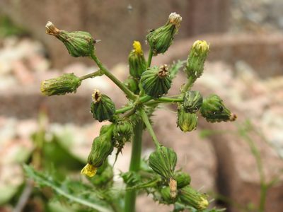 Sonchus asper, photographed by Yann Kemper