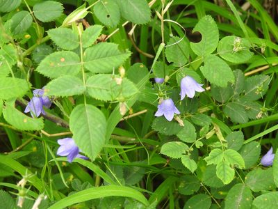 Campanula rotundifolia, photographed by Yann Kemper