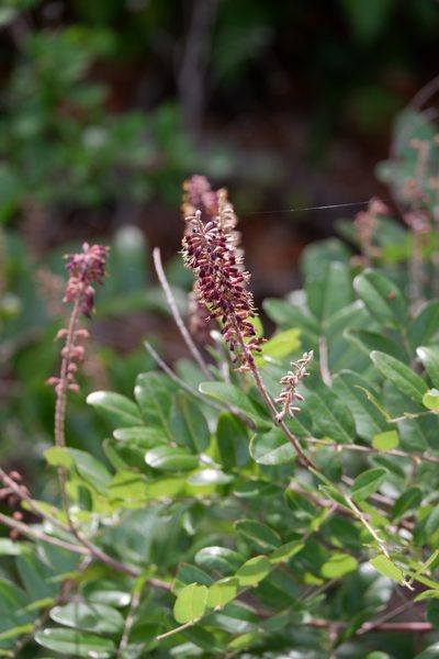 Amorpha roemeriana, photographed by Bonnie Semmling
