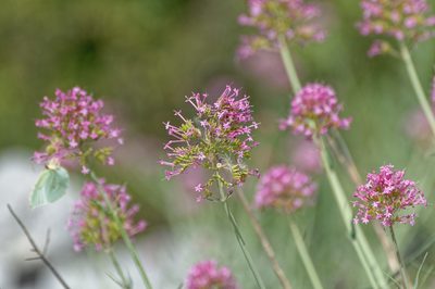 Valeriana lecoqii, photographed by Donald Davesne