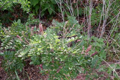 Amorpha roemeriana, photographed by Bonnie Semmling