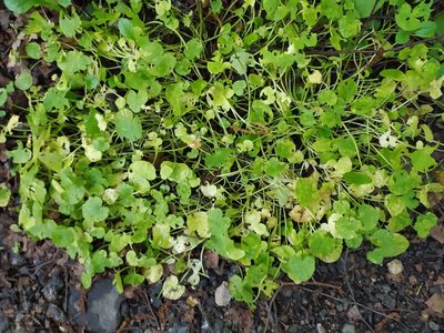 Ranunculus ficaria, photographed by sergleb