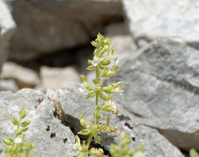 Teucrium flavum, photographed by Donald Davesne