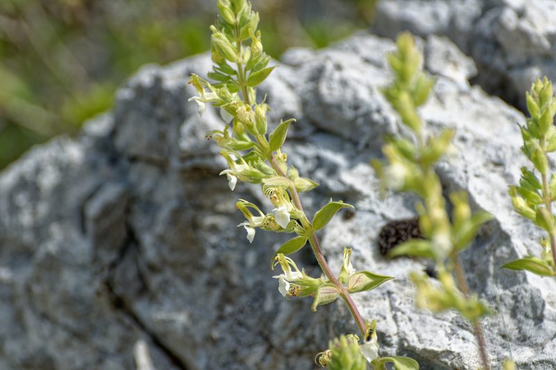 Teucrium flavum, photographed by Donald Davesne