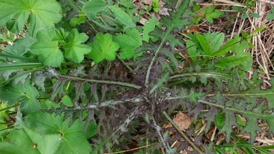 Cirsium palustre, photographed by Lena Perova