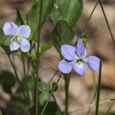 Viola canina, photographed by Иван Шихалев