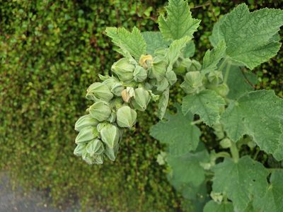 Alcea rosea, photographed by Nefol