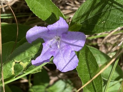 Ruellia caroliniensis, photographed by Carol Ann McCormick