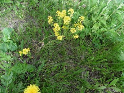 Barbarea vulgaris, photographed by Силаева Татьяна Борисовна