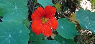 Tropaeolum majus, photographed by Franco Arenas