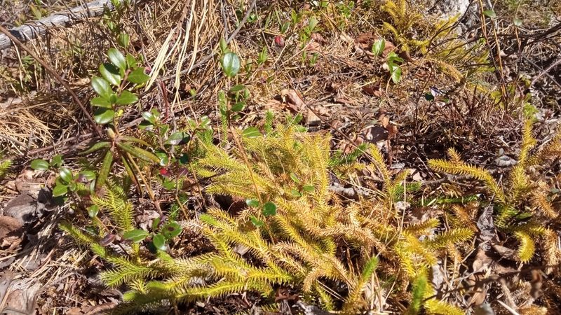 Lycopodium clavatum, photographed by Tatiana Strus
