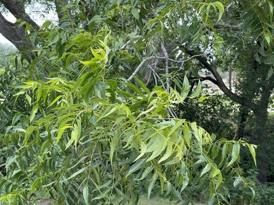 Carya illinoinensis, photographed by CK2AZ