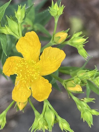 Hypericum radfordiorum, photographed by Carol Ann McCormick