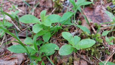 Lysimachia europaea, photographed by Lena Perova