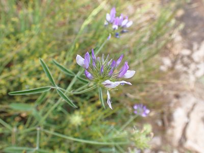 Bituminaria bituminosa, photographed by Donald Davesne