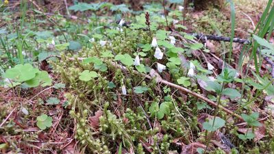 Oxalis acetosella, photographed by Lena Perova