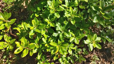 Arbutus unedo, photographed by Elizabete Marchante