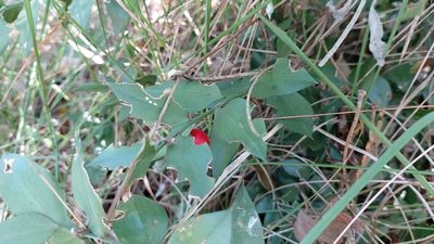 Ruscus aculeatus, photographed by Elizabete Marchante