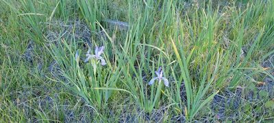 Iris missouriensis, photographed by Amthinkia