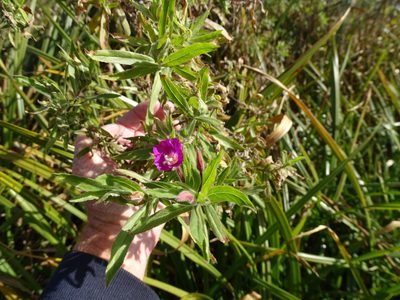 Epilobium hirsutum, photographed by Shaun Swanepoel