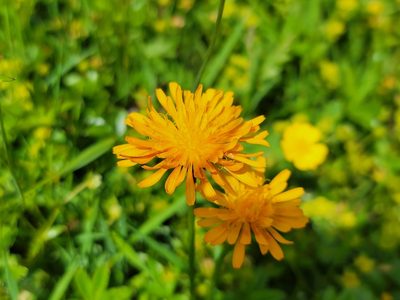 Crepis aurea, photographed by Elias