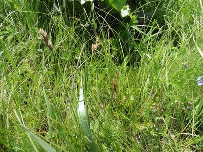 Carex praecox, photographed by Силаева Татьяна Борисовна
