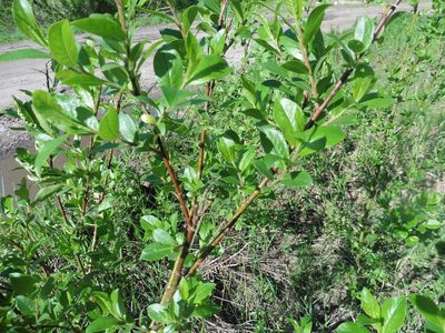 Salix myrsinifolia, photographed by Силаева Татьяна Борисовна
