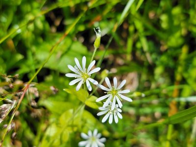 Stellaria nemorum, photographed by Elias