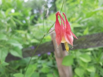 Aquilegia canadensis, photographed by florawhite