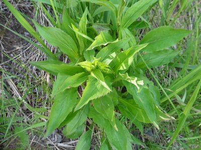 Solidago virgaurea, photographed by Силаева Татьяна Борисовна