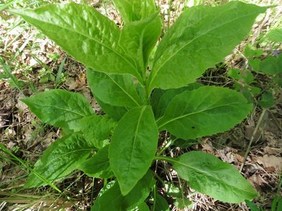 Solidago virgaurea, photographed by Силаева Татьяна Борисовна