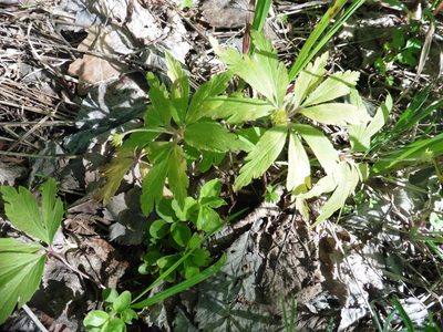 Anemonoides ranunculoides, photographed by Силаева Татьяна Борисовна