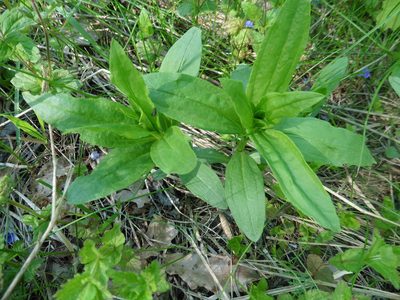 Saponaria officinalis, photographed by Силаева Татьяна Борисовна