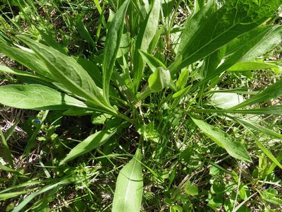 Centaurea jacea, photographed by Силаева Татьяна Борисовна