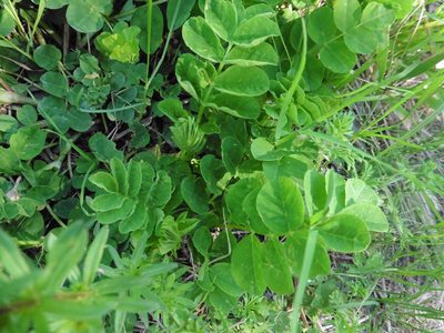 Astragalus glycyphyllos, photographed by Силаева Татьяна Борисовна