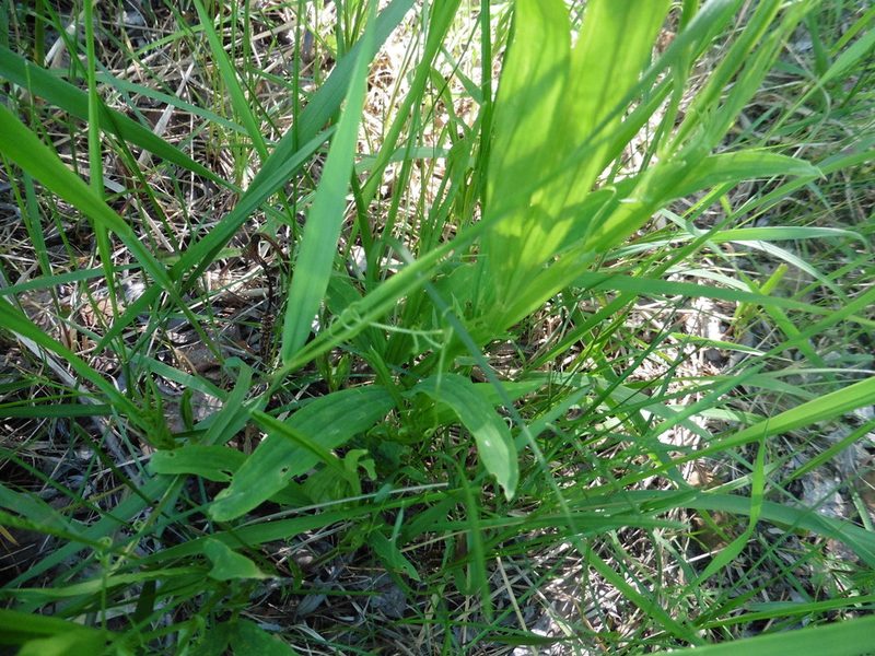 Lathyrus sylvestris, photographed by Силаева Татьяна Борисовна