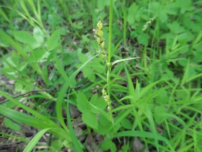 Carex pilosa, photographed by Силаева Татьяна Борисовна
