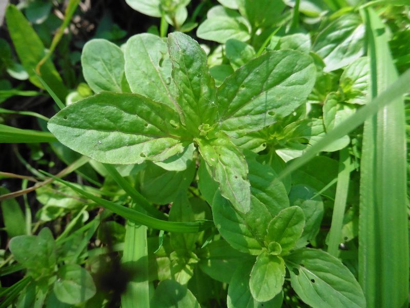 Mentha arvensis, photographed by Силаева Татьяна Борисовна