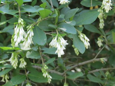 Ligustrum obtusifolium, photographed by Zakqary Roy