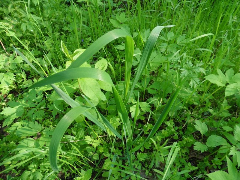 Milium effusum, photographed by Силаева Татьяна Борисовна