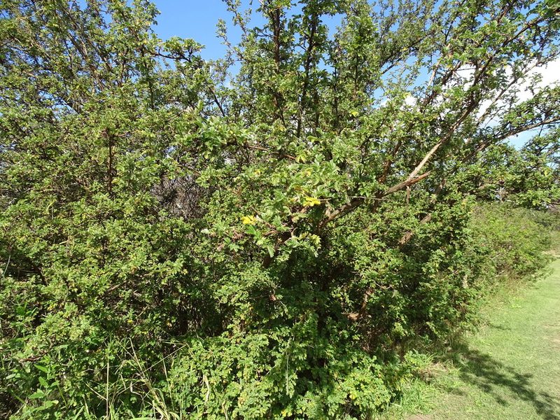 Leucosidea sericea, photographed by Shaun Swanepoel