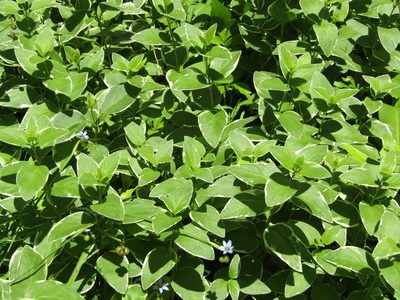 Vinca major, photographed by Zakqary Roy