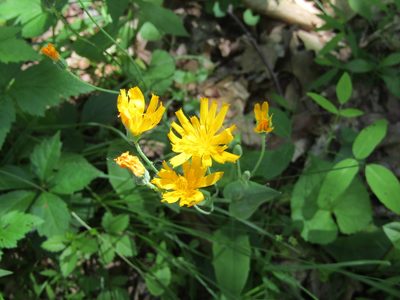 Krigia biflora